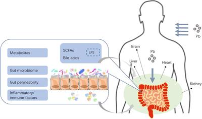 Pb Toxicity on <mark class="highlighted">Gut Physiology</mark> and Microbiota